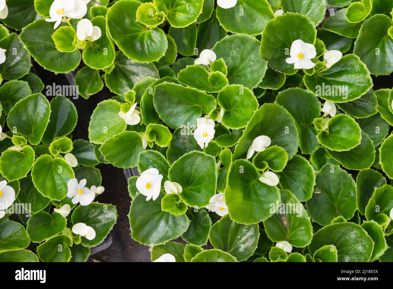 Begonia cucullata. Potted white flowers are in a greenhouse on a sunny day, top view Stock Photo