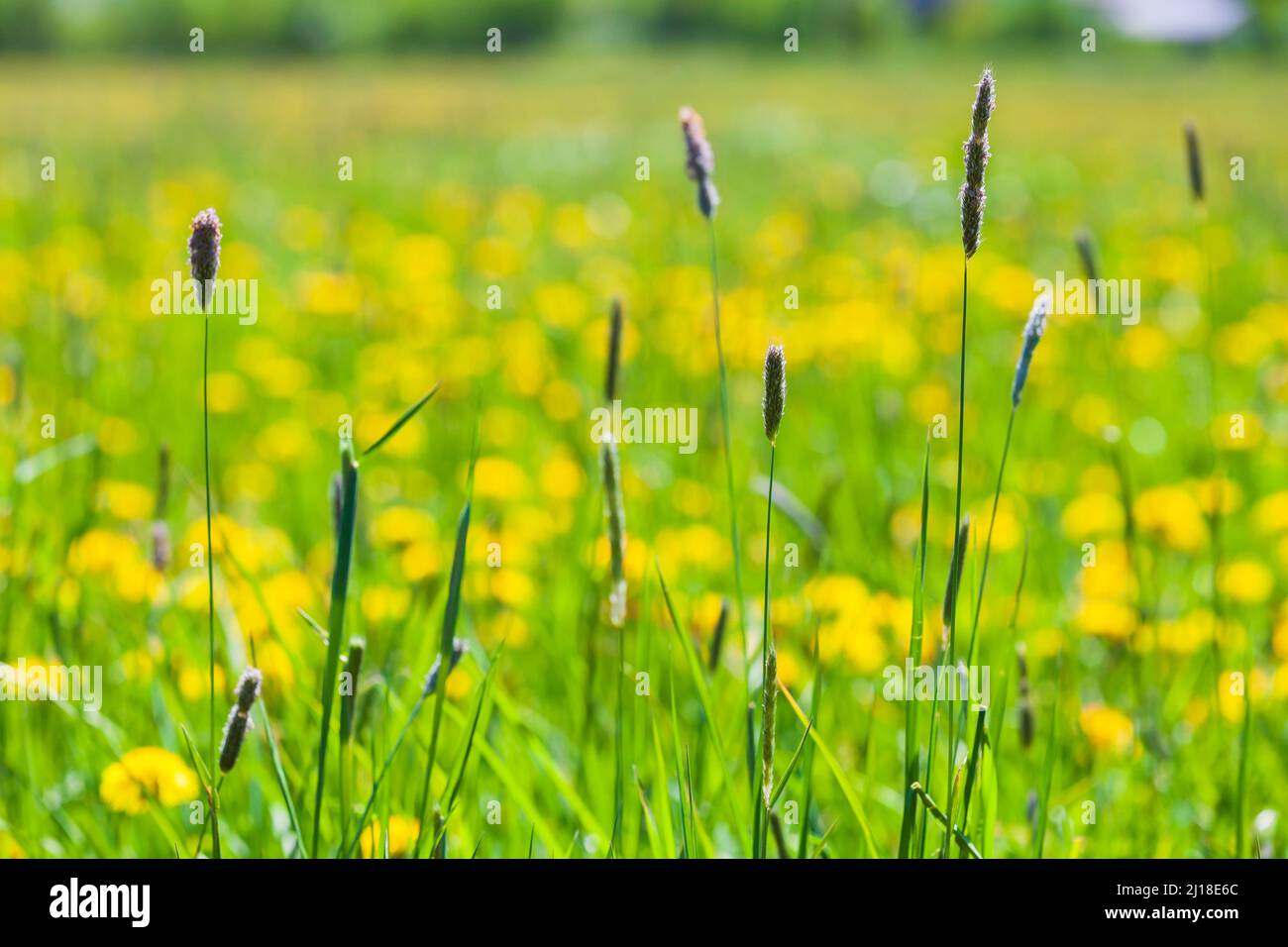 Timothy grass and yellow wild flowers growing on a field on a summer day, natural photo background with soft selective focus Stock Photo