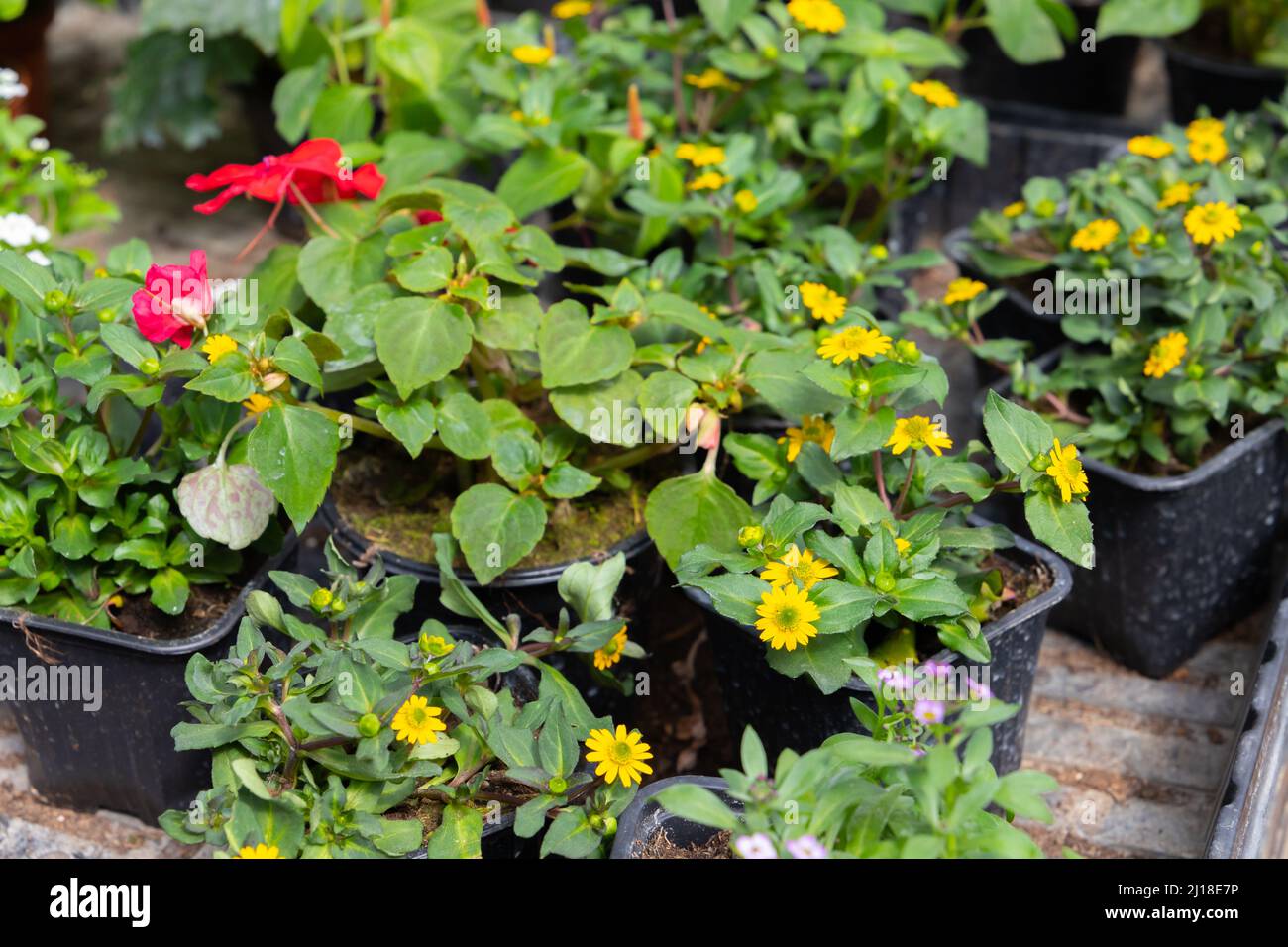 Sanvitalia procumbens. Potted yellow flowers are in a greenhouse on a sunny day, close up photo with selective soft focus Stock Photo