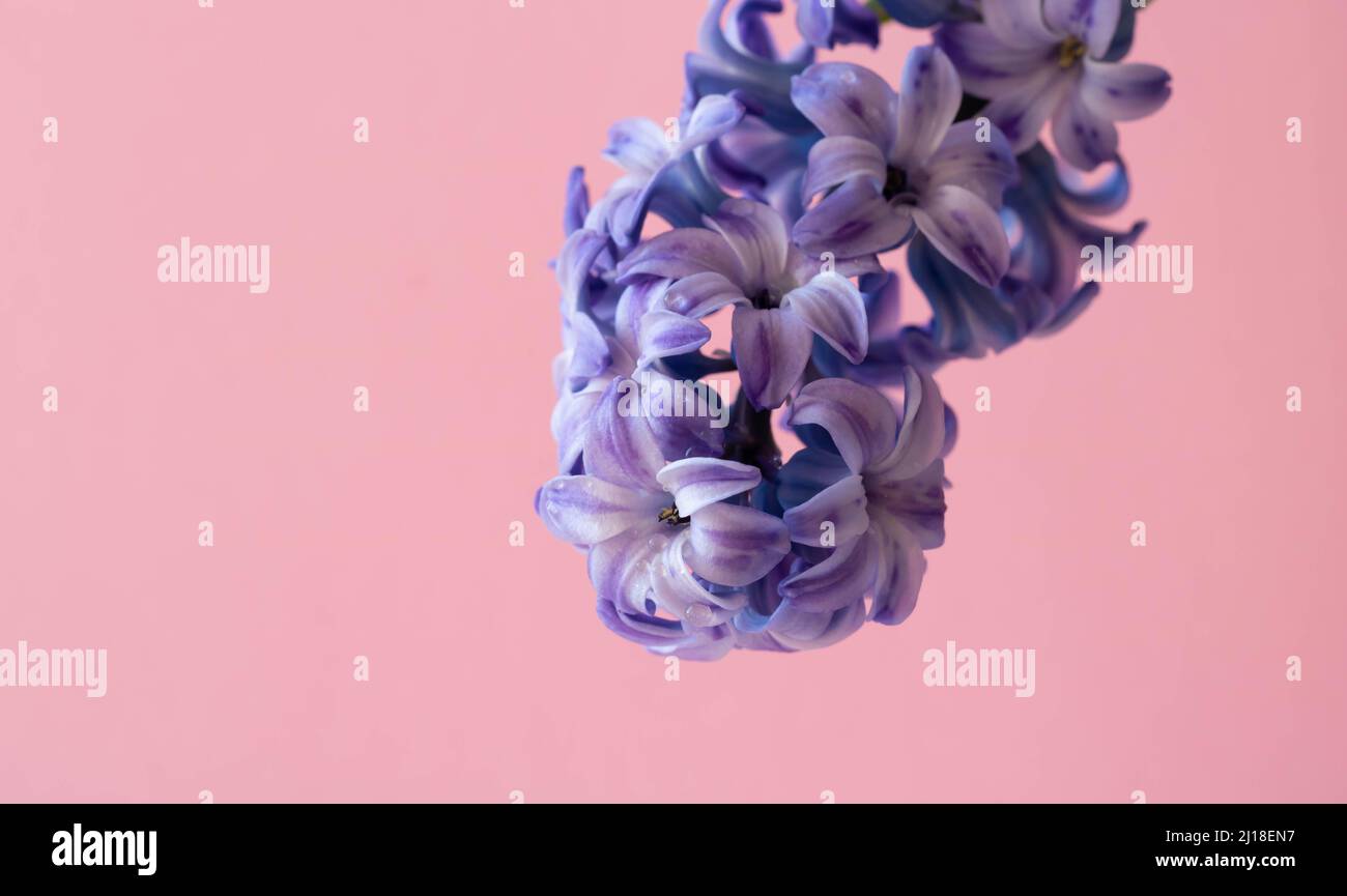 A lilac hyacinth flower highlighted on a pink background.The first