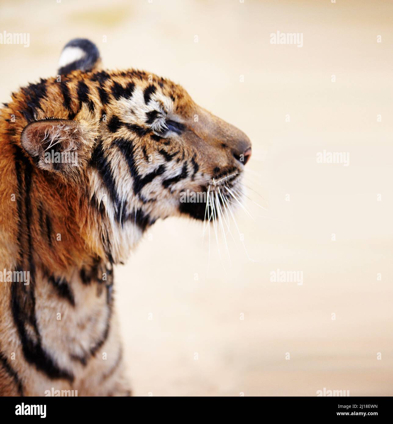 Profile of an Indochinese tiger. Side view of an adult Indochinese tiger. Stock Photo