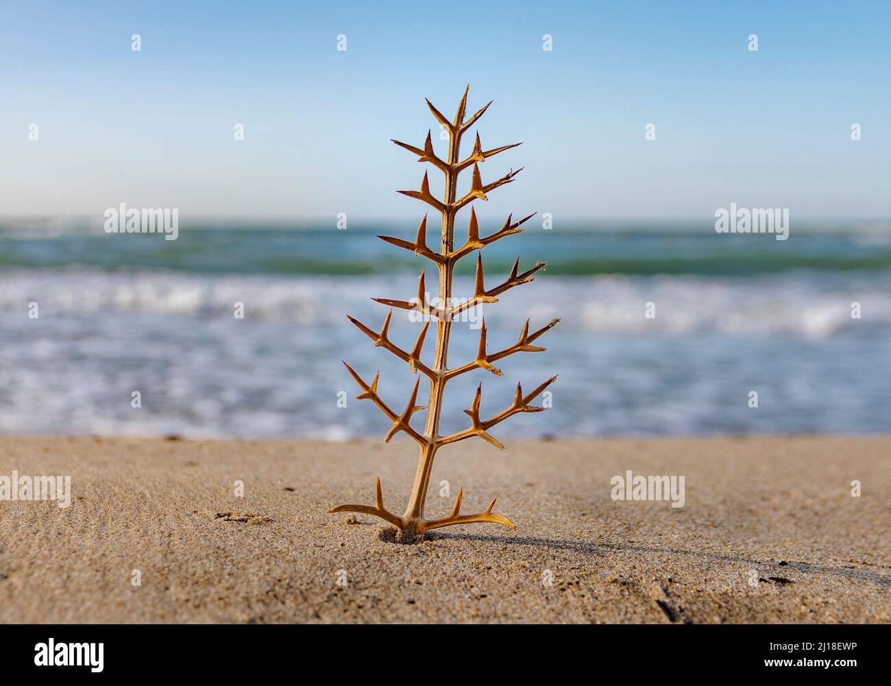 Thorny shrub in the foreground on the beach with the sea in the background Stock Photo