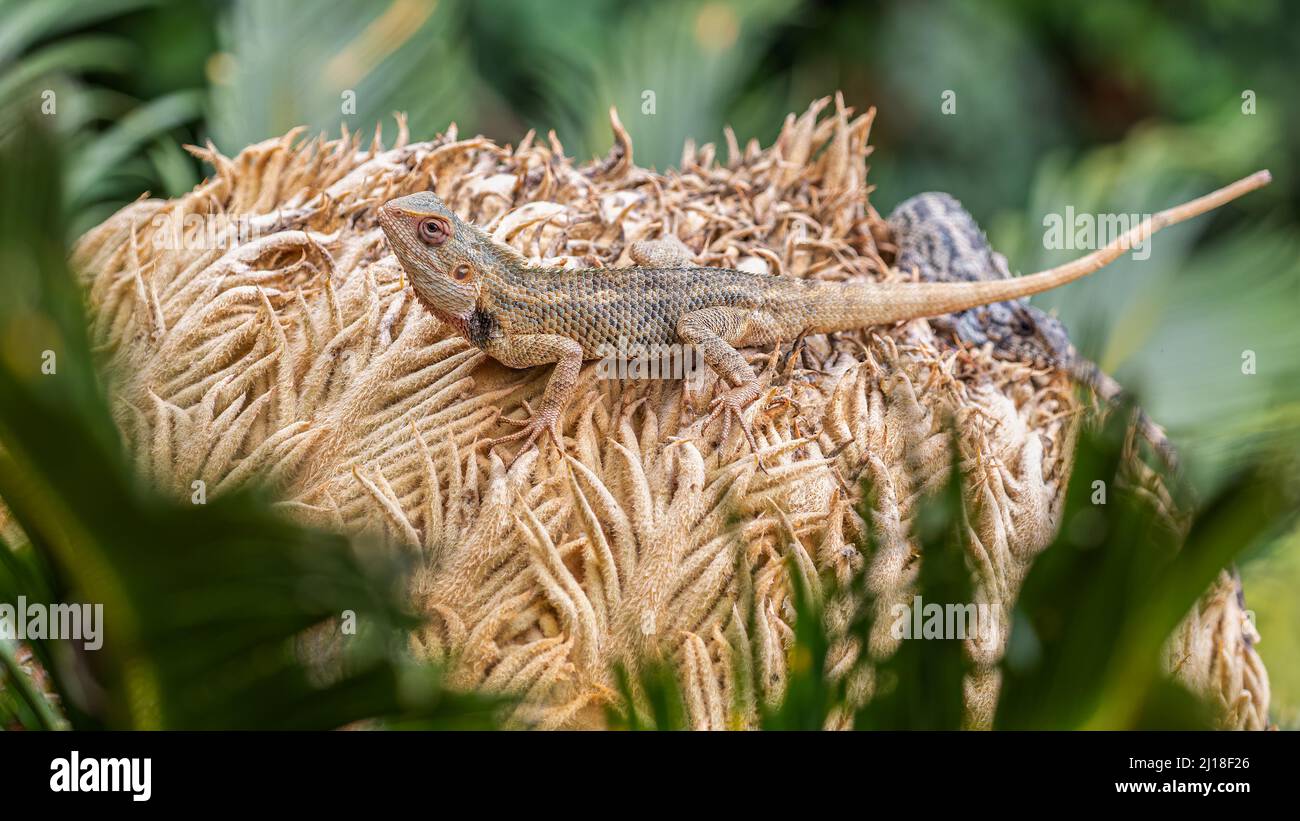 A closeup of mating chameleons on the dry plant Stock Photo