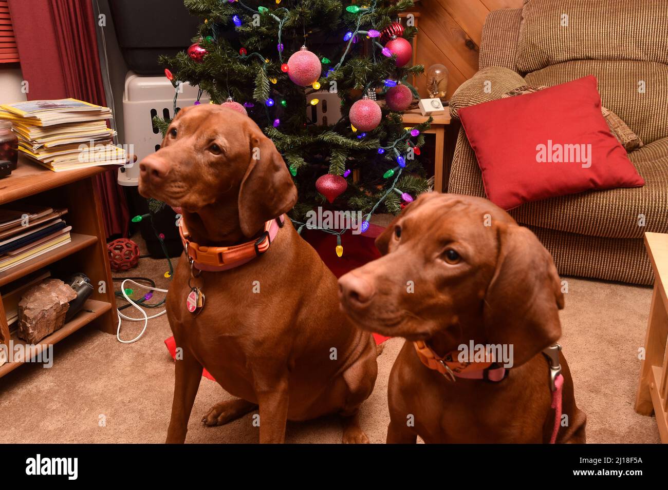 Shasta and Elsa at Christmas Stock Photo
