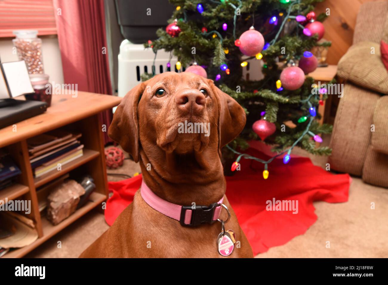Shasta at Christmas Stock Photo