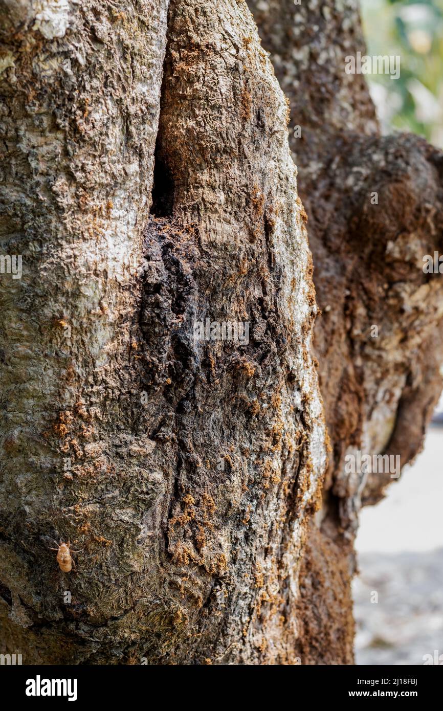 Close up shot of old tree trunk with selective focuse Stock Photo