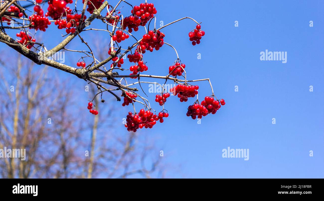 red wild berries hang on a branch. viburnum berries in winter. bunch of red berries close-up. bush of viburnum. Stock Photo