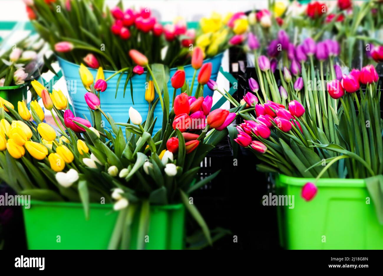 Selling multicolored tulips bunches in green buckets on street. Assortment of spring flowers in flower store. Potted bulb garden blossoms. Floral gift Stock Photo