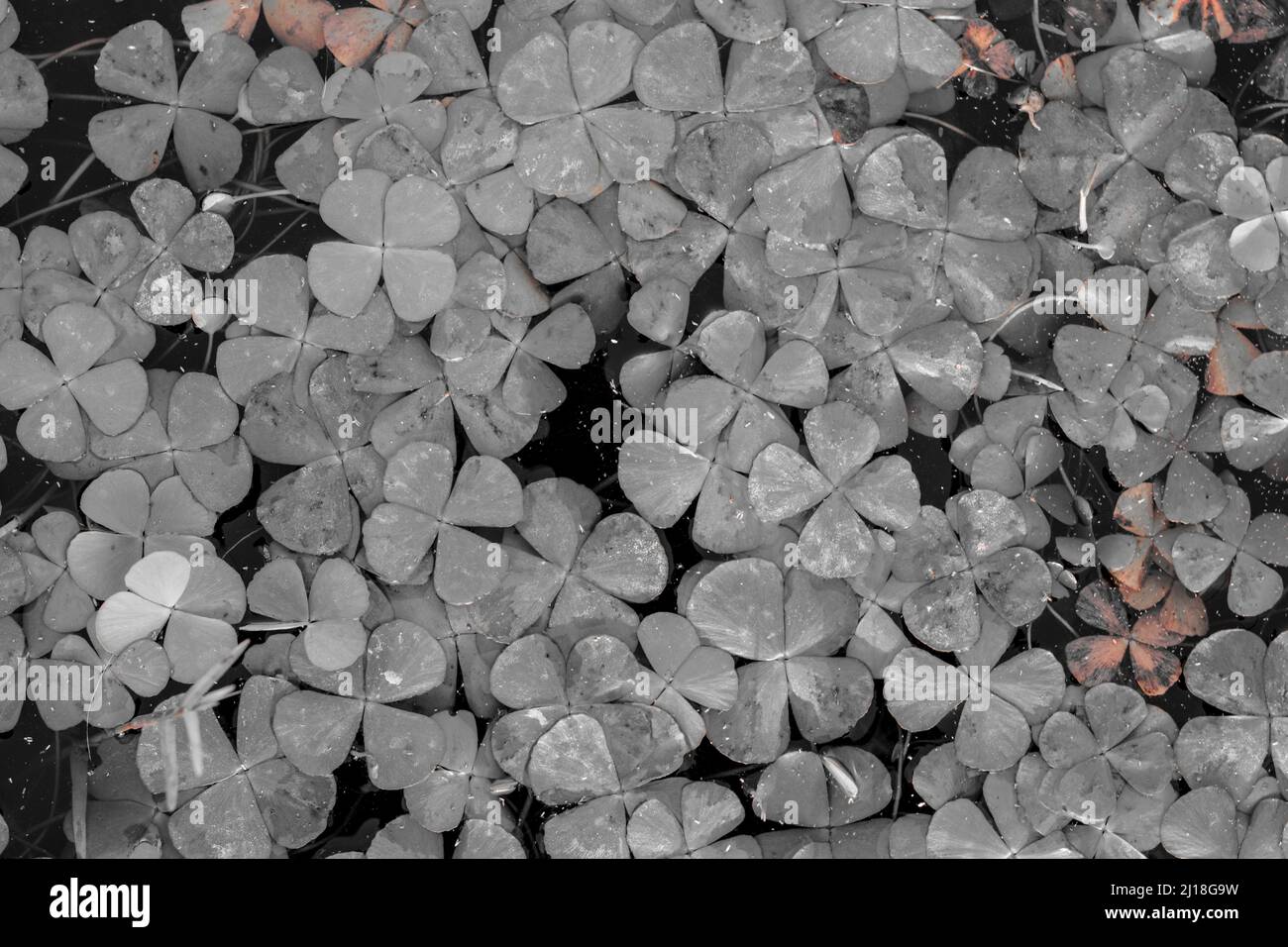 Grey pattern of the clover leaves Stock Photo