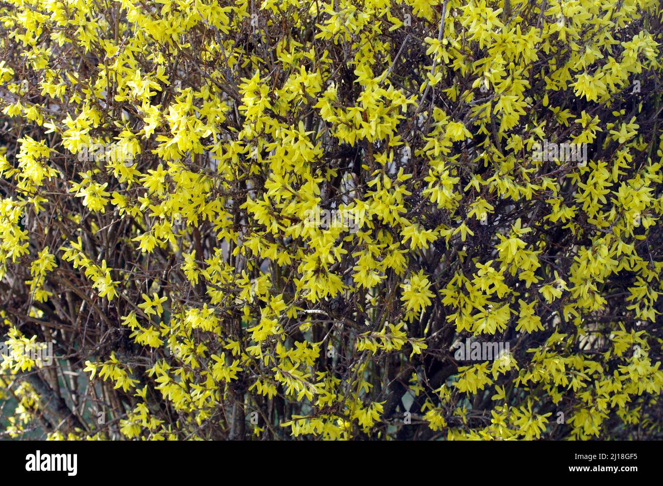 Forsythia, Forsythia, Blossoms, Detail, Background Stock Photo
