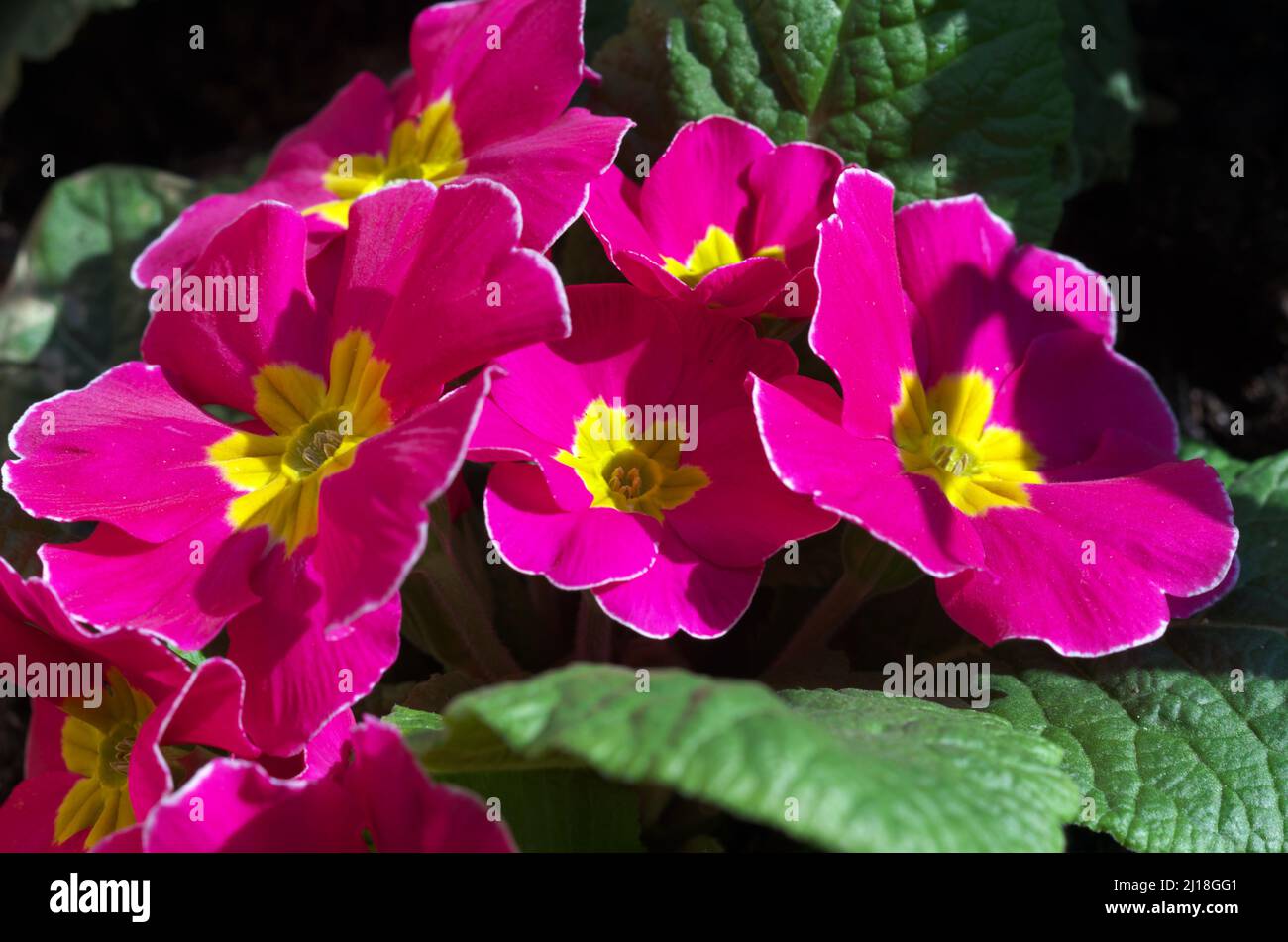 Primroses, lat. Primula, family: Primulaceae Order: Ericales, heathers Stock Photo