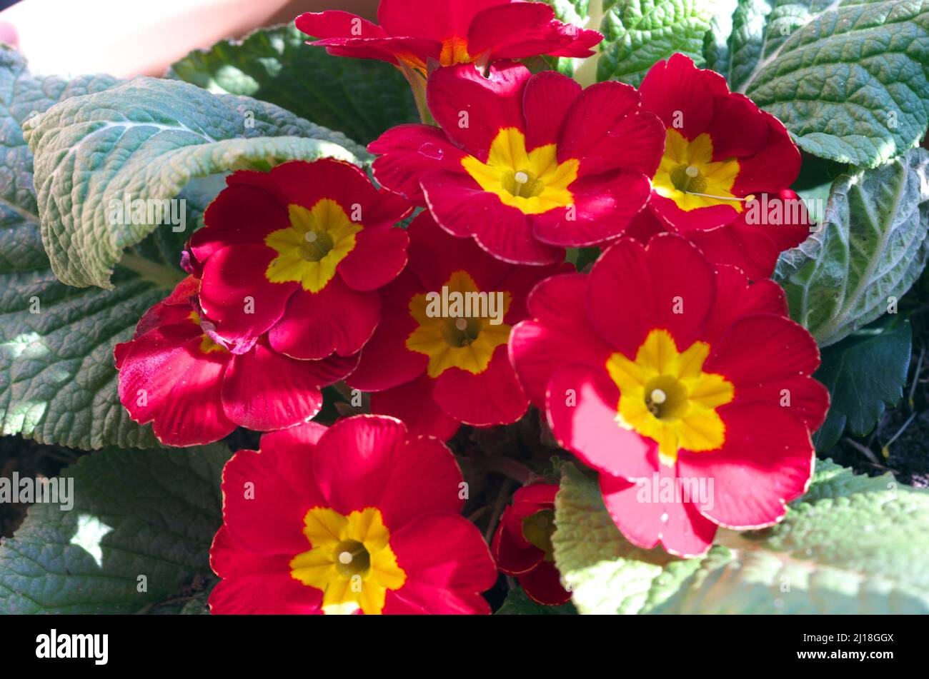 Primroses, lat. Primula, family: Primulaceae Order: Ericales, heathers Stock Photo