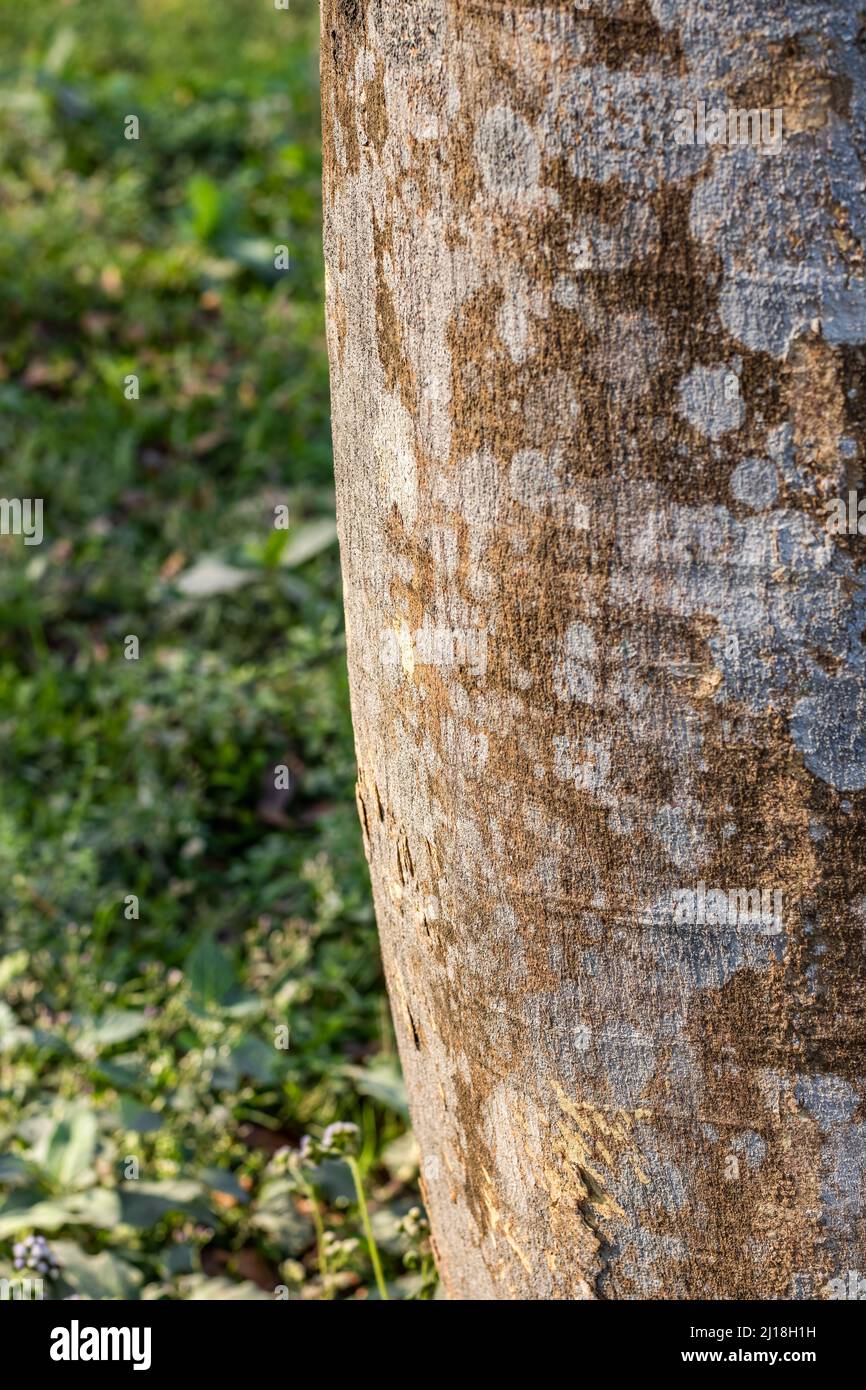 Selective focused old tree trunk background inside of the forest Stock ...
