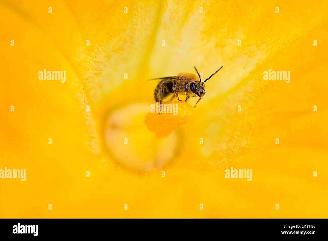Bee in Squash flower Stock Photo Alamy