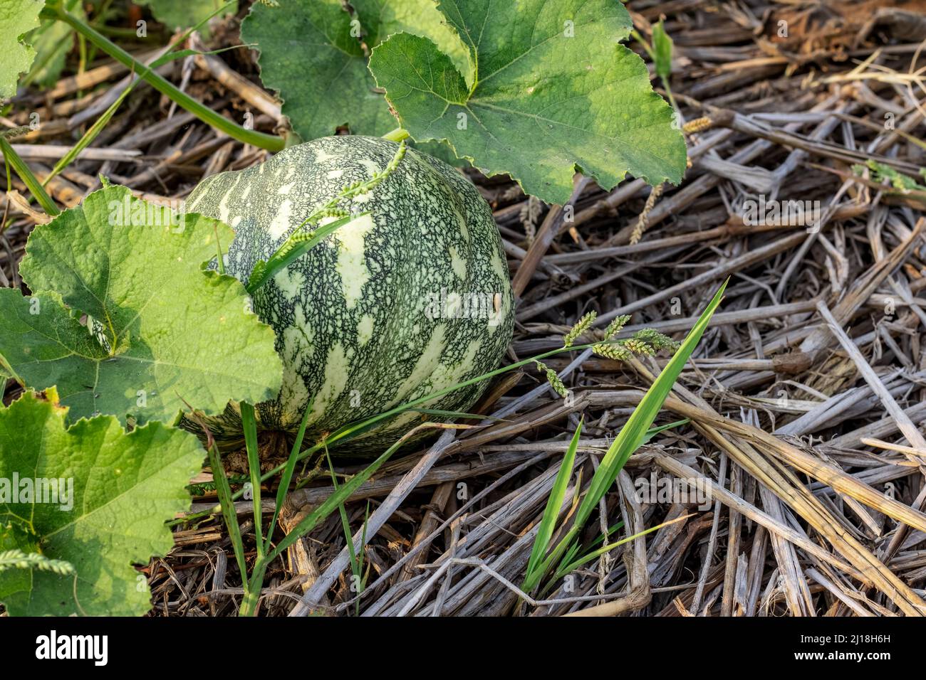 Pumpkin growing on the ground hi-res stock photography and images - Alamy