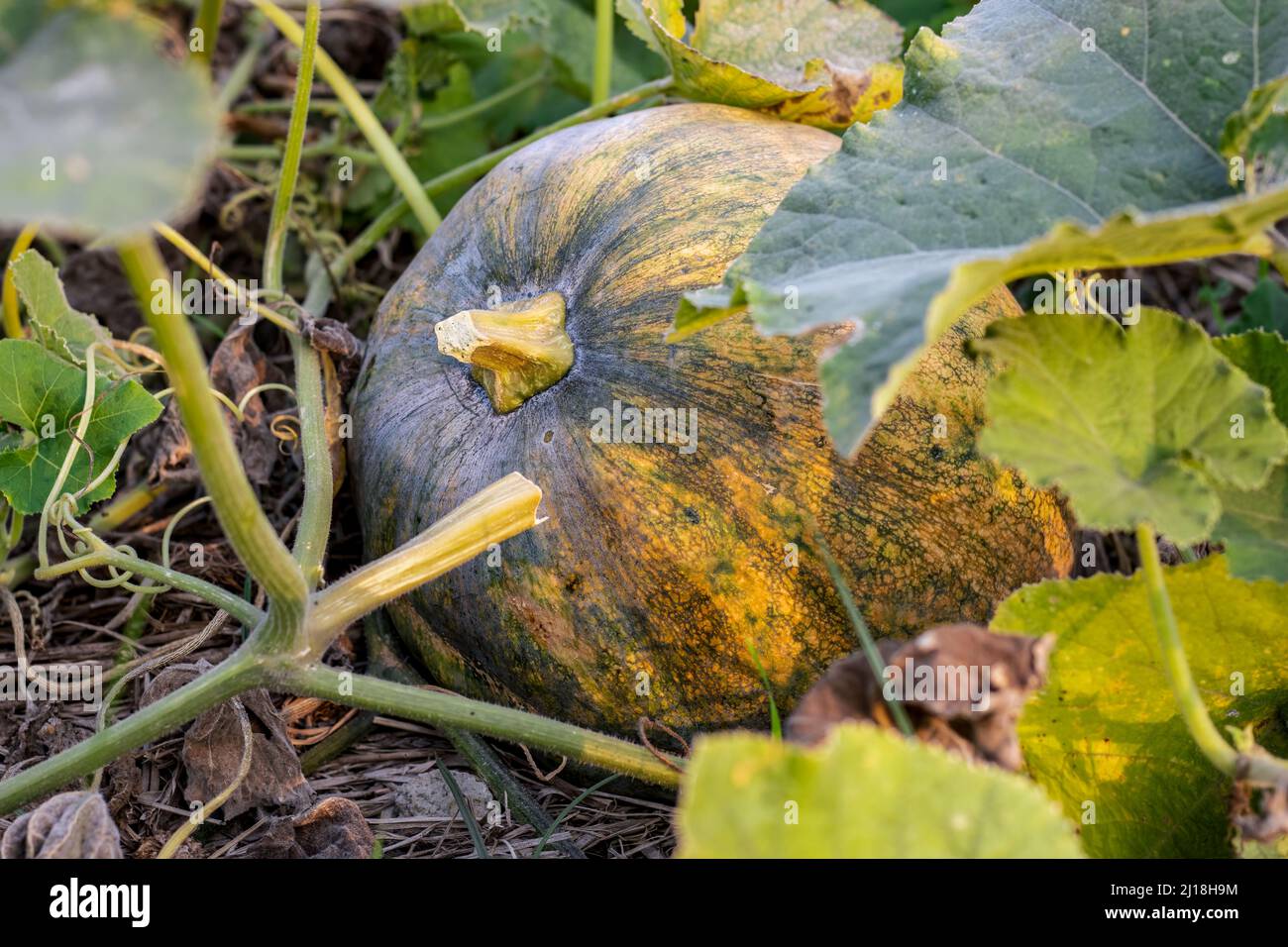 Mature ripe pumpkin vegetable ready to harvest on the agricultural ...