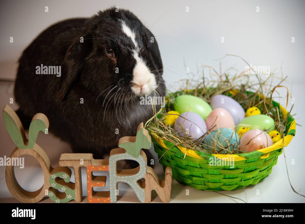 The Easter bunny rabbit with colorful eggs, Ostern Stock Photo - Alamy