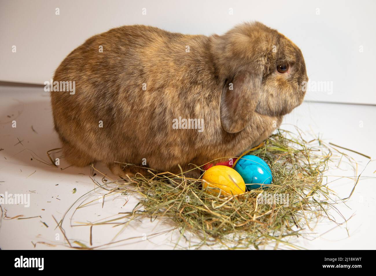 The Easter bunny rabbit with colorful eggs, Ostern Stock Photo - Alamy