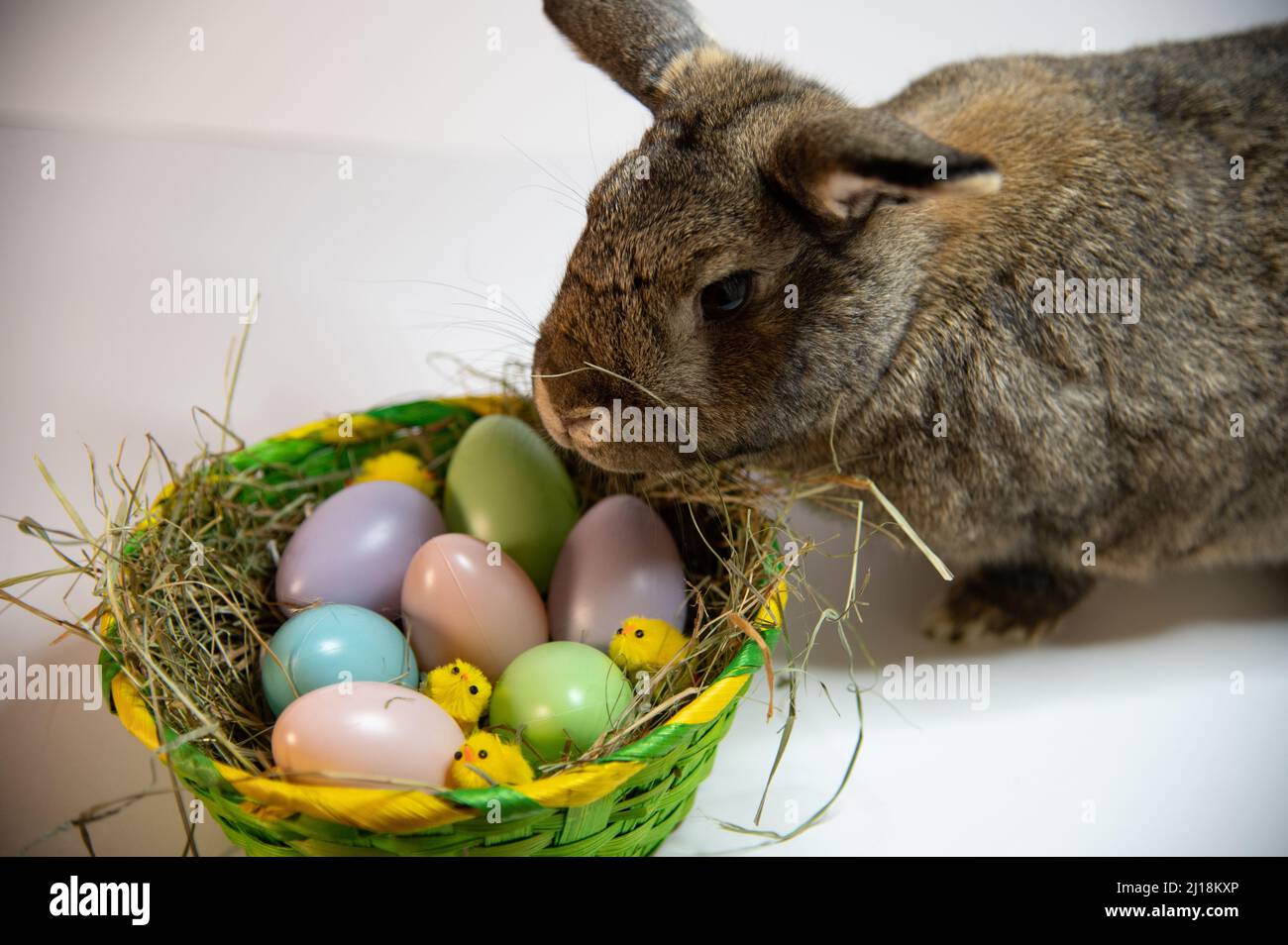 The Easter bunny rabbit with colorful eggs, Ostern Stock Photo - Alamy