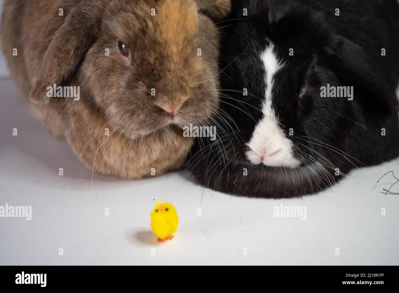The Easter bunny rabbits with a yellow chicken decoration, Ostern Stock ...