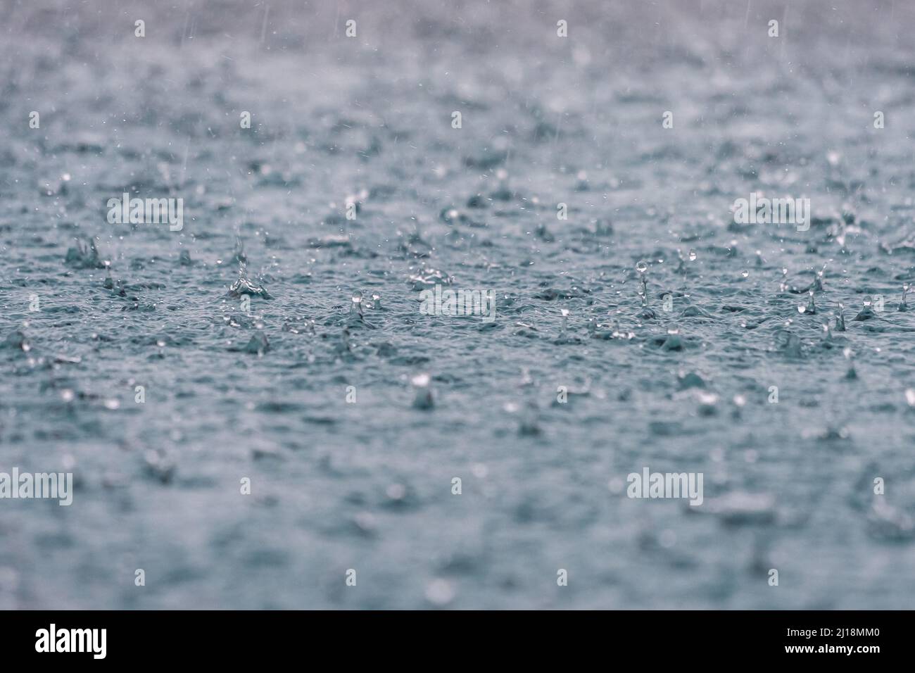 Beautiful closeup view of heavy rain drops in rainy season Stock Photo ...