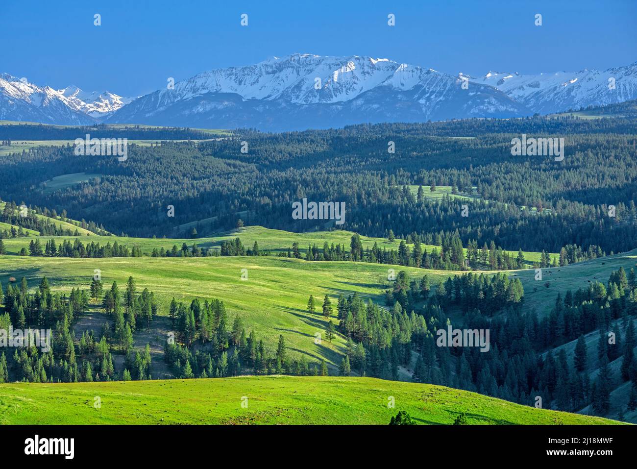 Wallowa Mountains from Chesnimnus country, Wallowa Whitman NF, Oregon Stock Photo