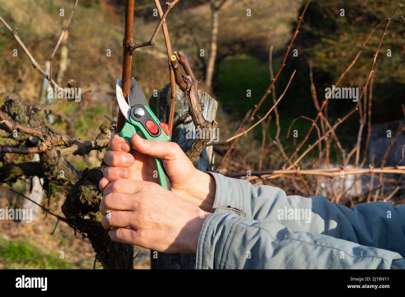 Vine grower cutting branch of wine vine plant. Vine pruning. Copy space ...