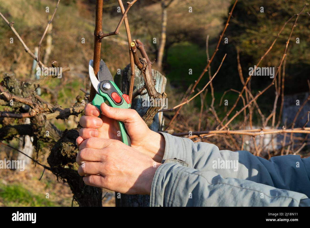 Vine grower cutting branch of wine vine plant. Vine pruning. Copy space. View of the vineyard. Stock Photo