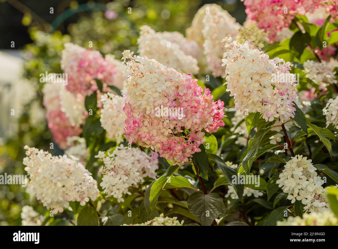 Hydrangea paniculata Vanille Fraise on a stem Stock Photo