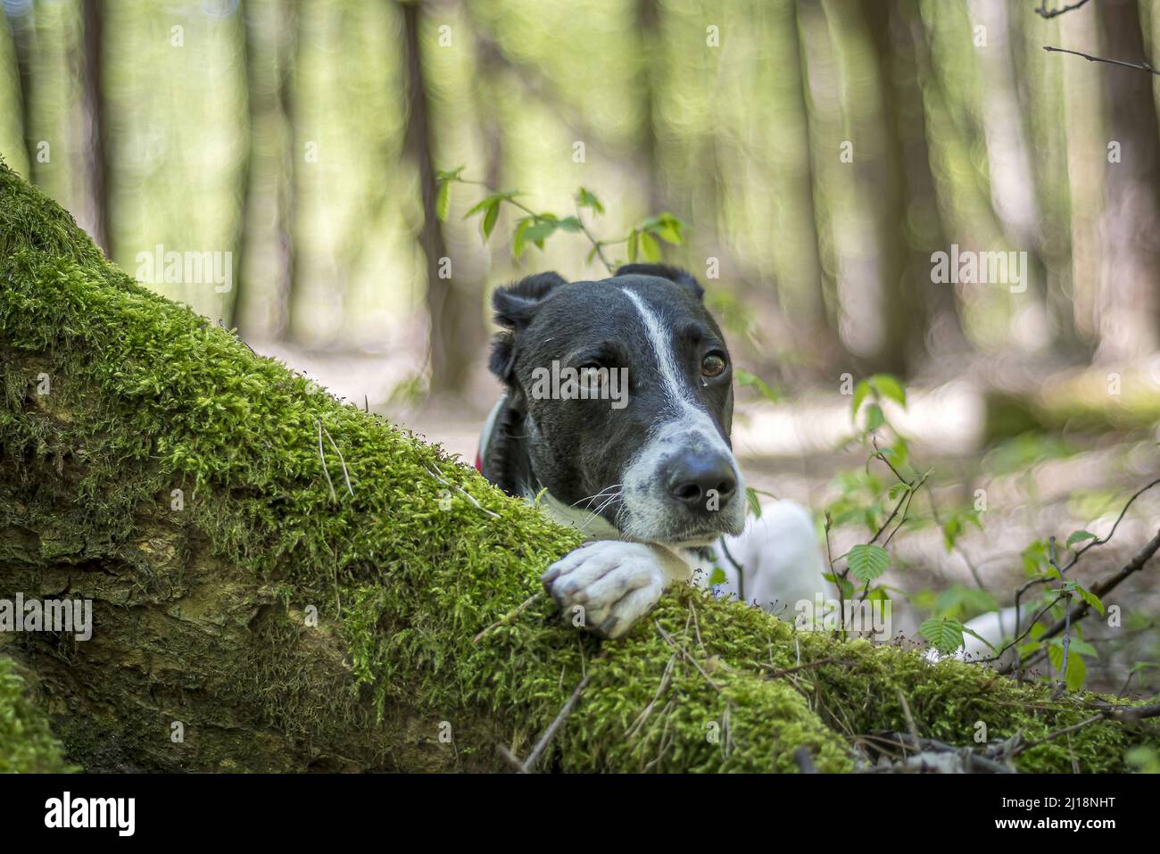 A closeup of a black and white dog posing behind a mossy tree root in a ...