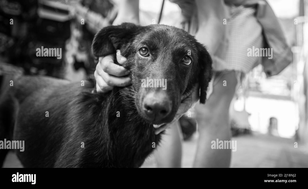 A closeup of a black dog walking in the street Stock Photo