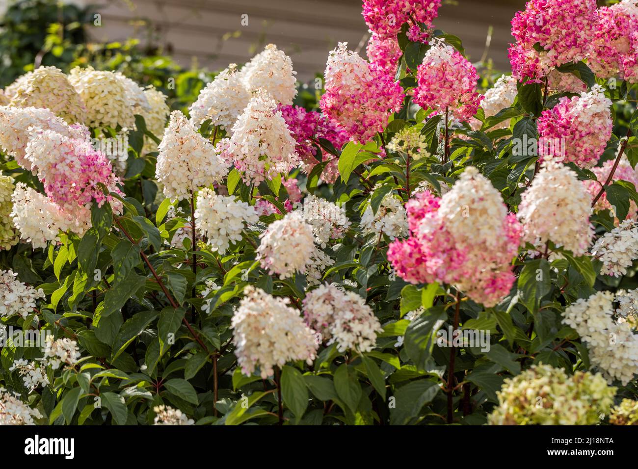 Hydrangea paniculata Vanille Fraise on a stem Stock Photo
