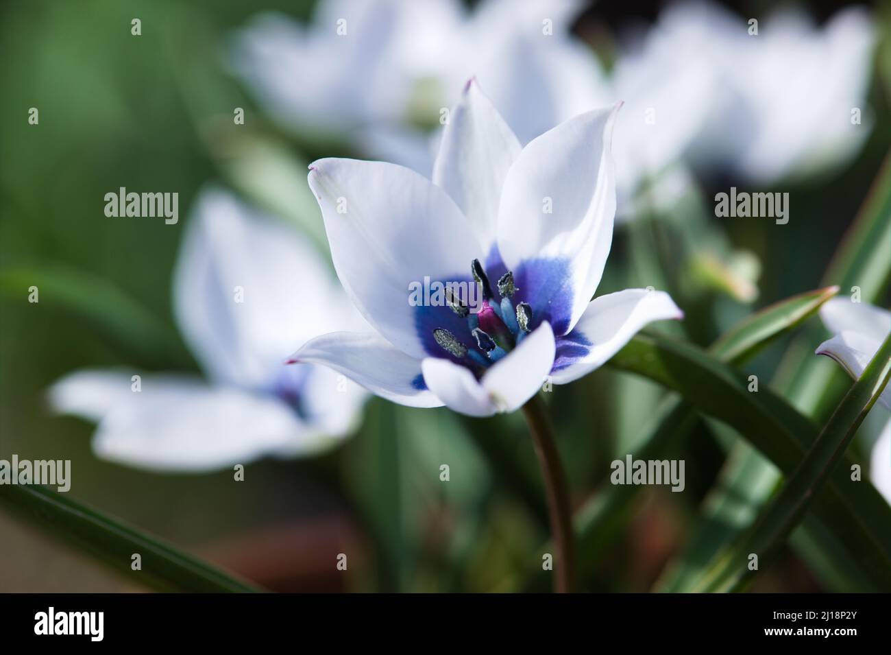 Tulipa humilis var. pulchella 'Albocaerulea Oculata Stock Photo