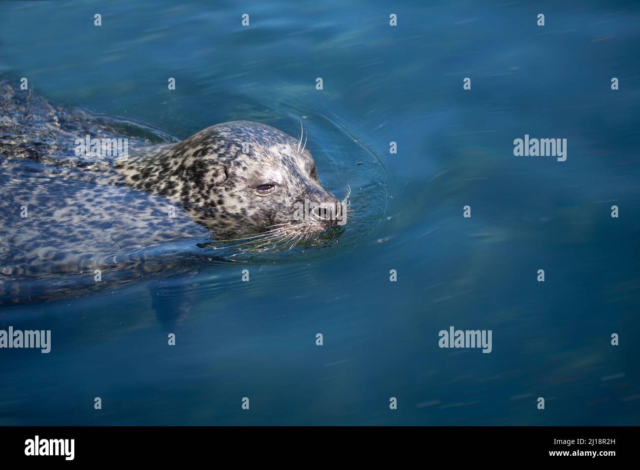 Small sea Lion or seal swimming in blue water with head above the surface of the water. Close up image with copy space. Stock Photo