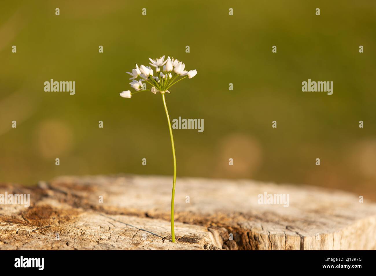 Inside a flower texture hires stock photography and images Alamy