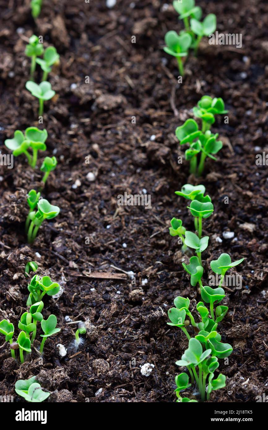 Broccoli seedlings in a container on a windowsill. Stock Photo