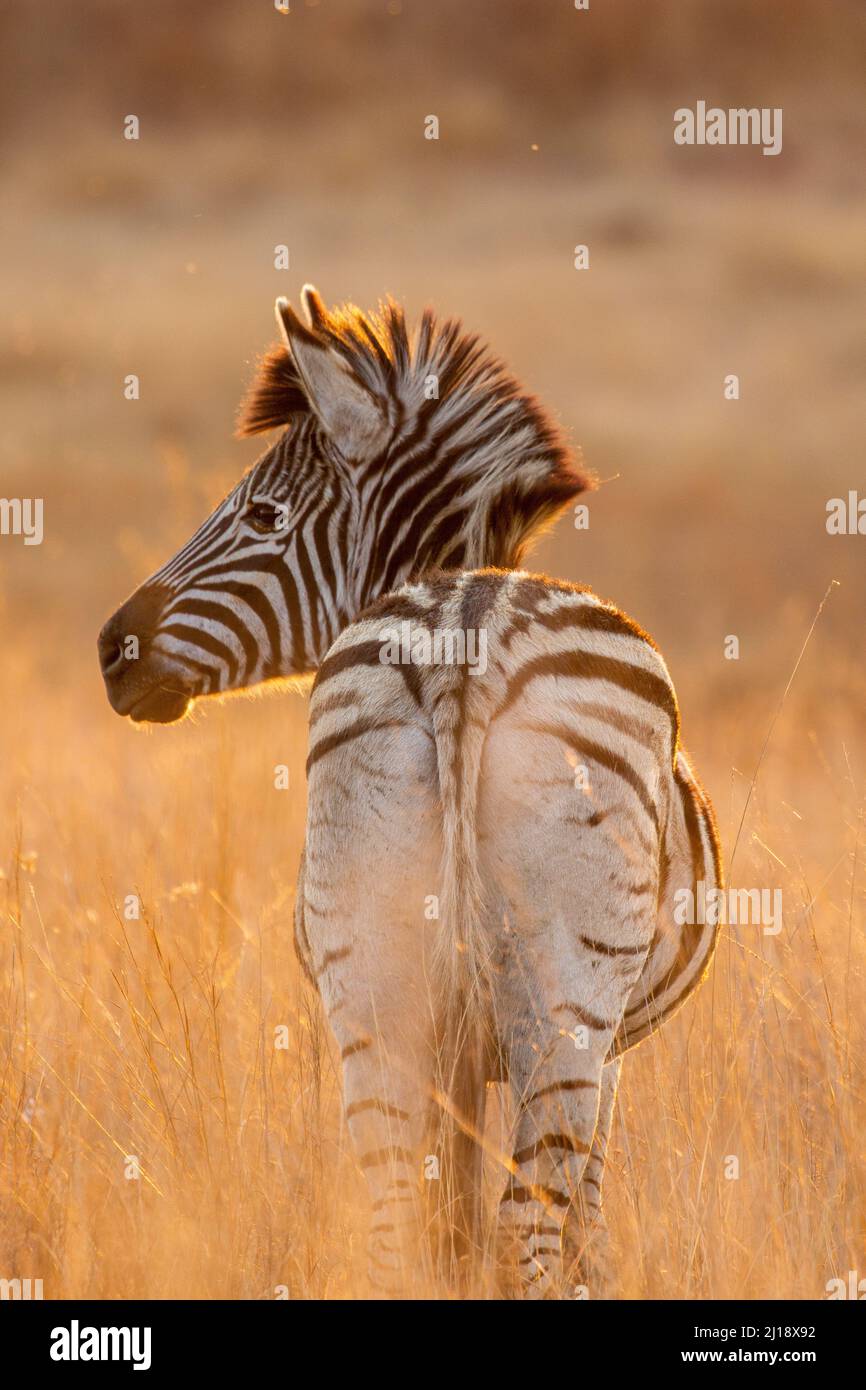Africa sunset plains zebra hi-res stock photography and images - Alamy