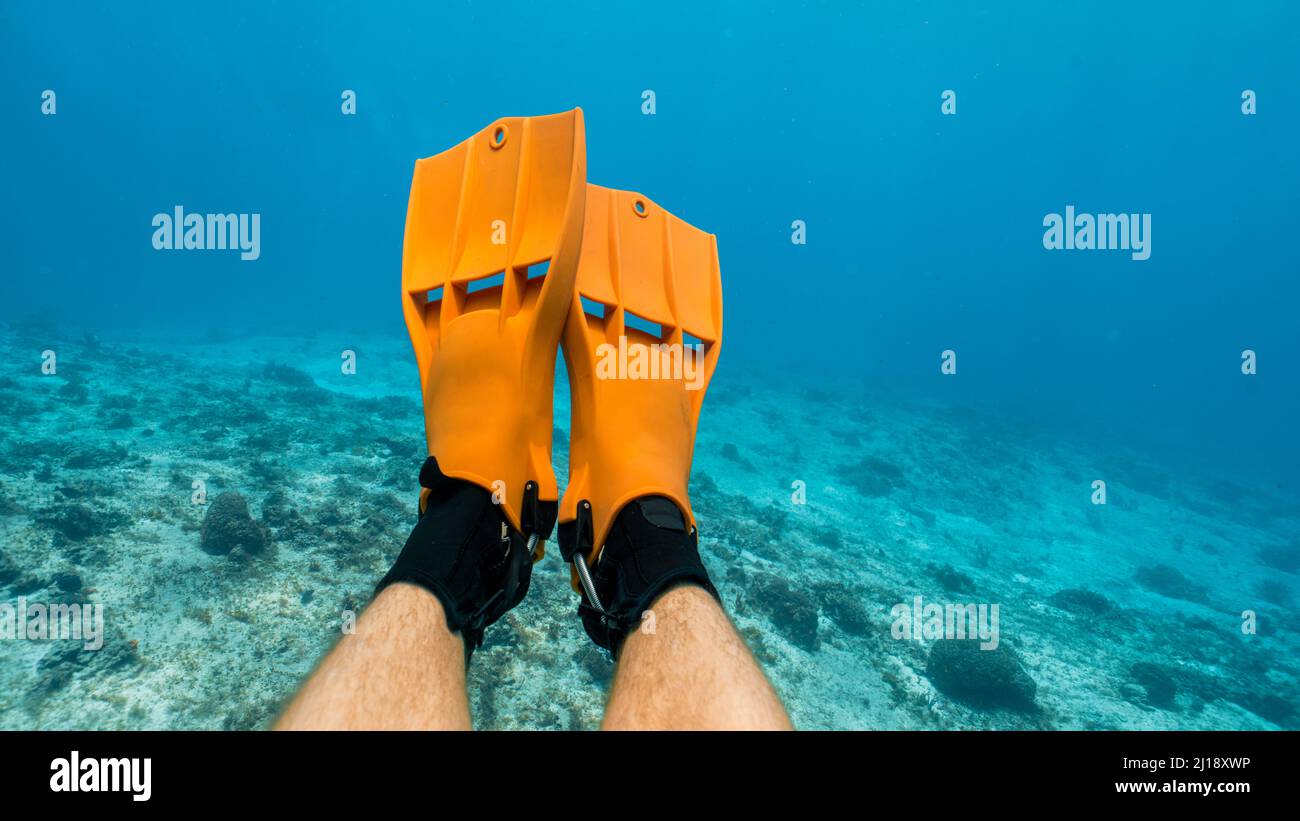 using orange fins to scuba dive in cozumel, mexico Stock Photo Alamy