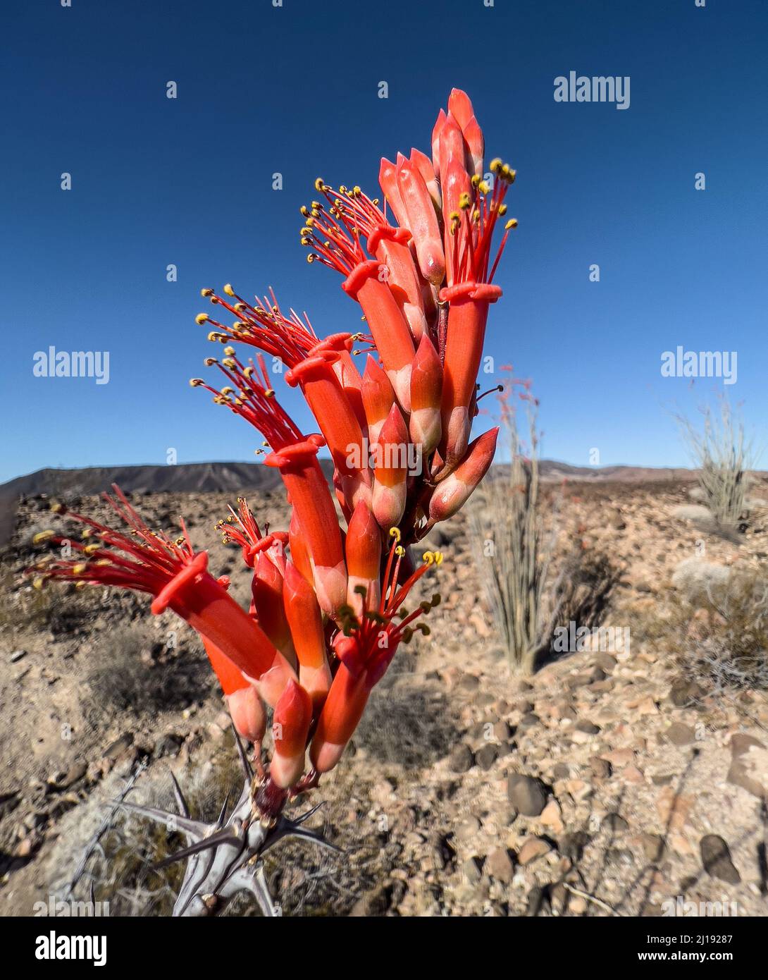Red Ocotilla blooming in the harsh desert Stock Photo Alamy