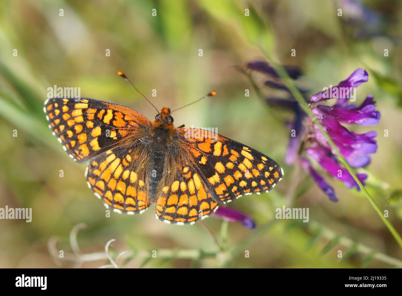 Northern Checkerspot feeding on purple flower. Briones Regional Park, Contra Costa County, California, USA. Stock Photo