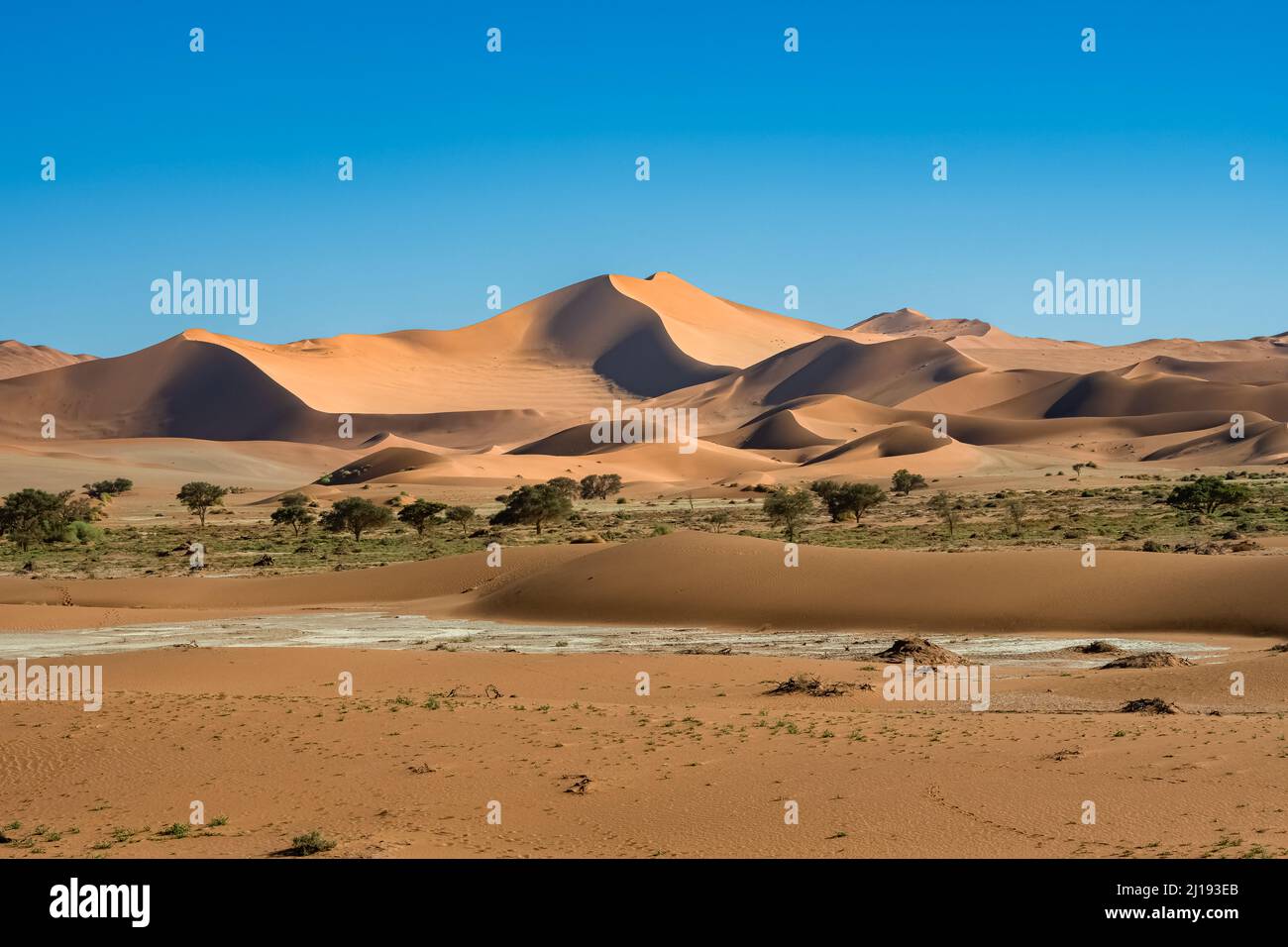 Namibia, the Namib desert, graphic landscape of yellow dunes, rain season Stock Photo