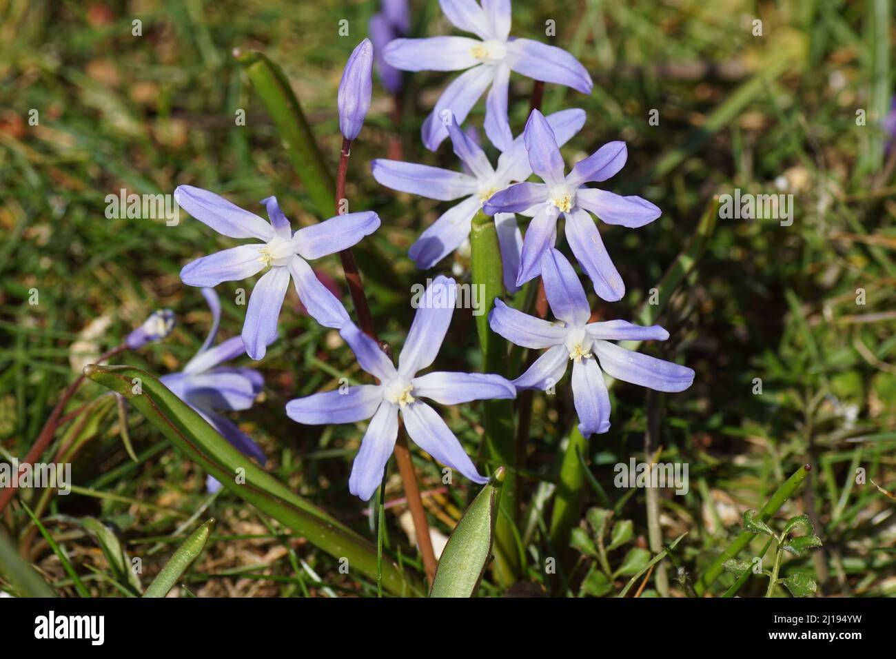 Close up of flowering Glory of the Snow (Chionodoxa luciliae), subfamily Scilloideae, family Asparagaceae. Between blurred leaves of grass. Stock Photo