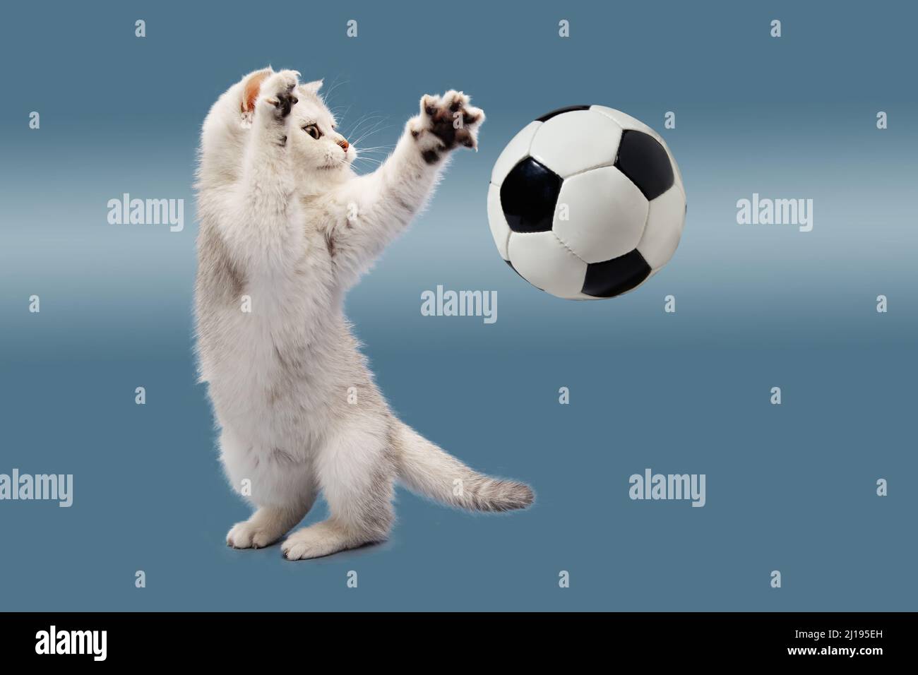British kitten on a blue background plays with a soccer ball. Waiting for the World Cup. The concept of sports, physical activity and healthy lifestyl Stock Photo