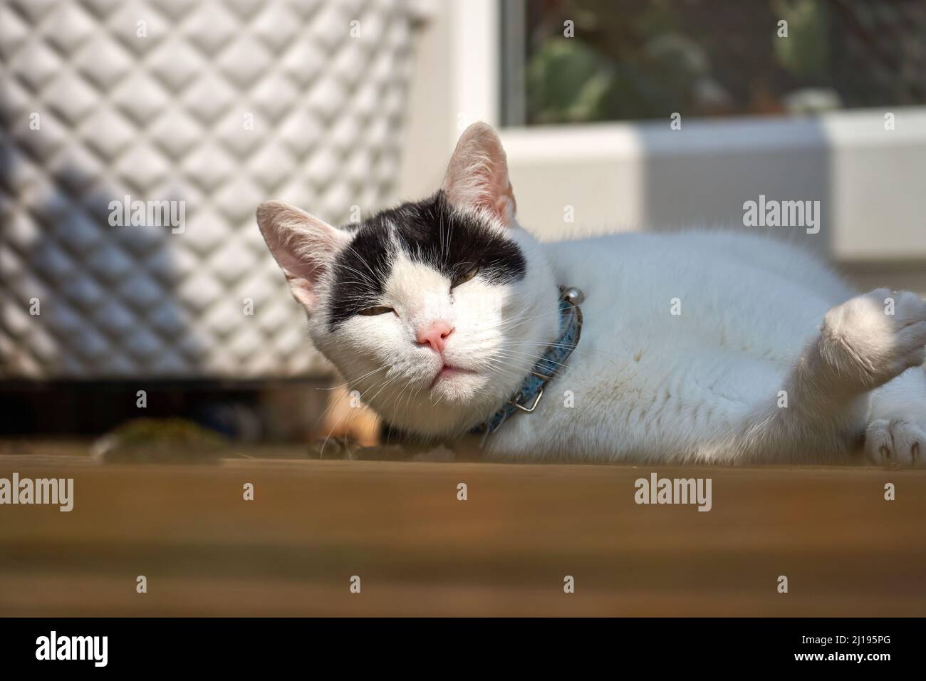 Black and white pet cat laying down outside Stock Photo - Alamy