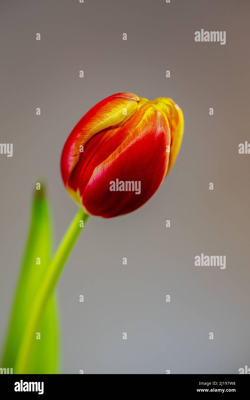 closeup of a red tulip flower with blurred green leaves in the background against a light background Stock Photo