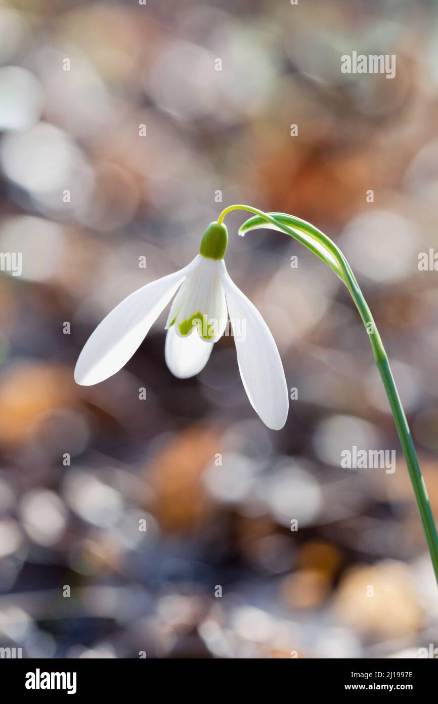 White snowdrop flower, spring flora, vertical Stock Photo