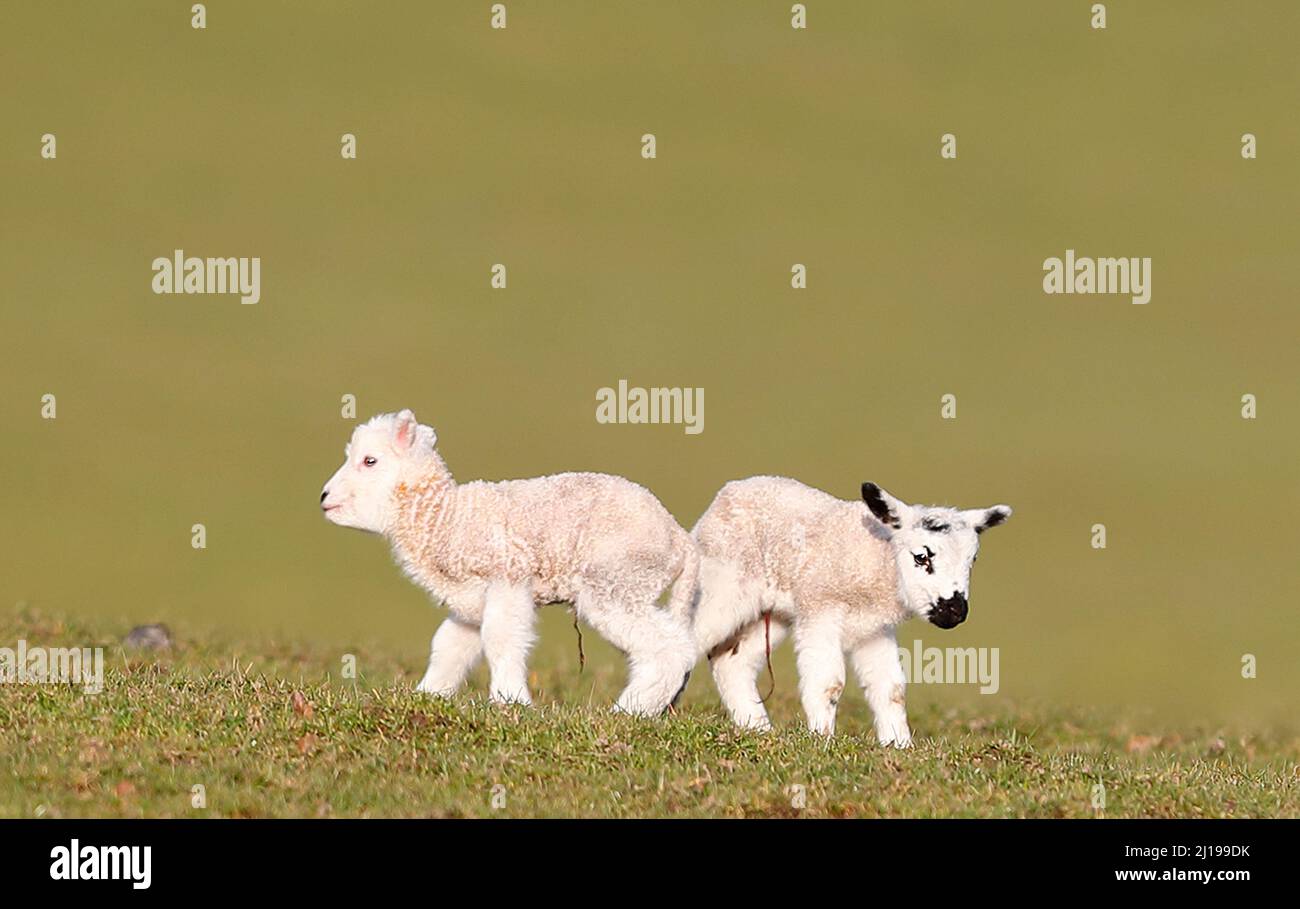 Two new born lambs huddle together in a field in Nidderdale North Yorkshire Stock Photo