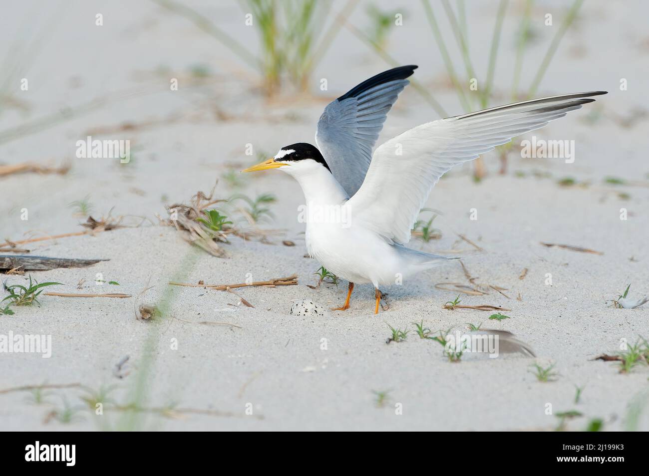 Least tern (Sternula antillarum) landing by her nest that has one egg Stock Photo