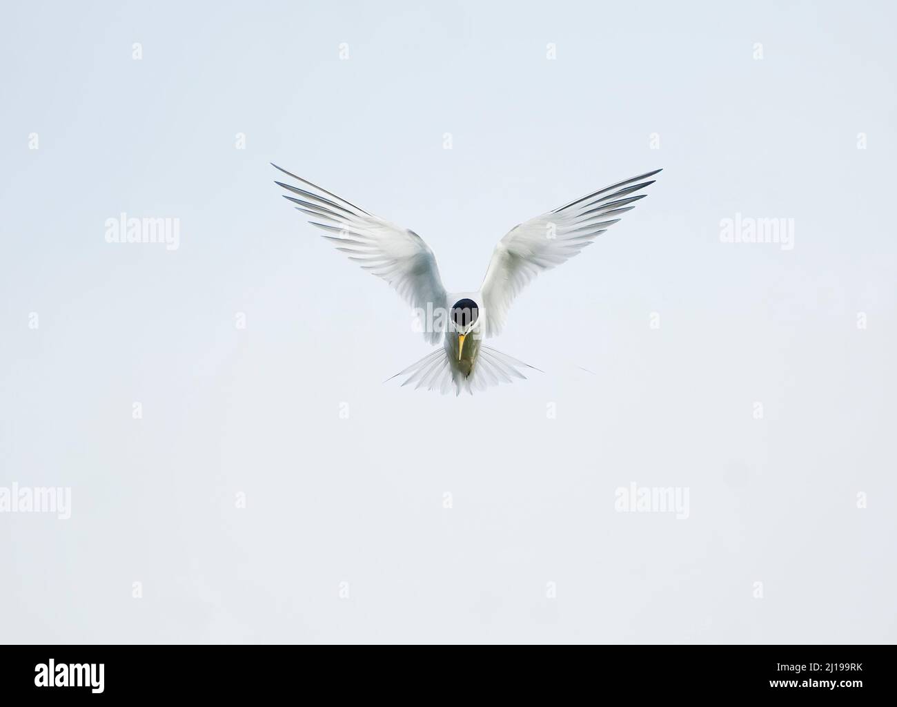 Least tern (Sternula antillarum) in hovering flight Stock Photo