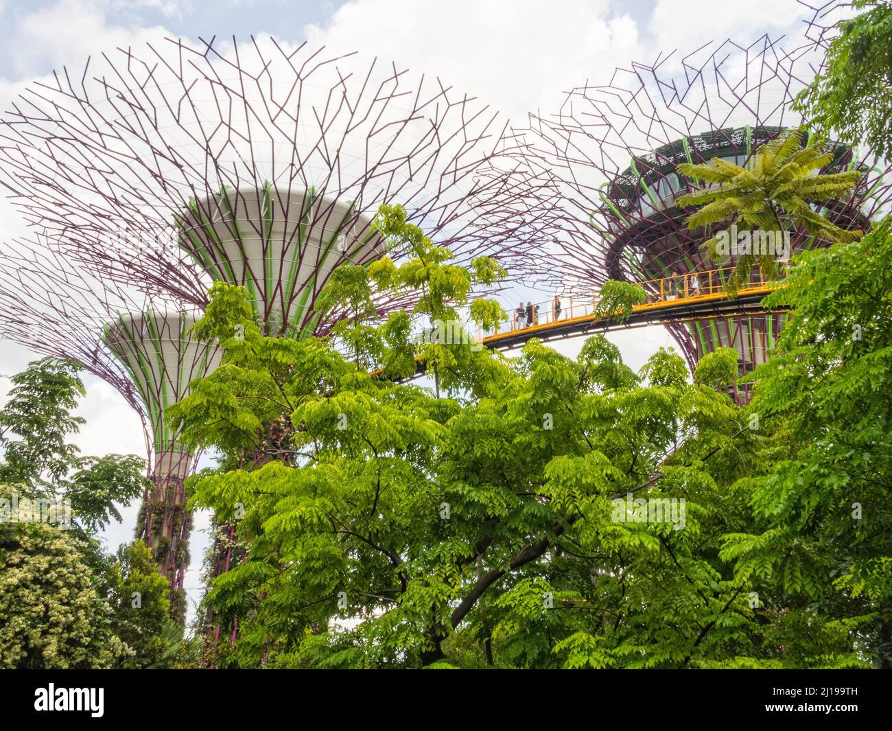 Supertree Grove in Gardens by the Lake - Singapore Stock Photo